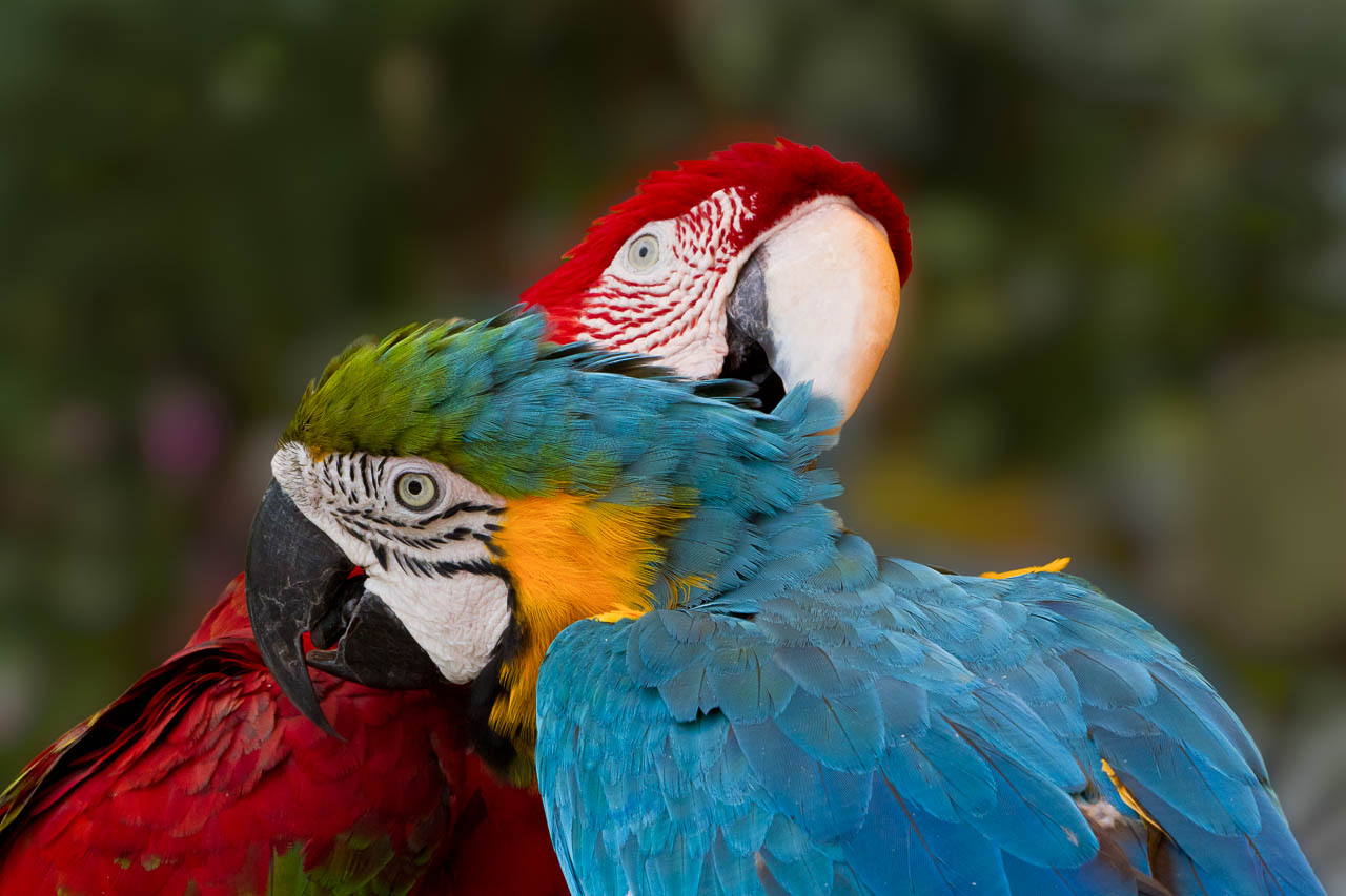 2 Macaws cleaning each other